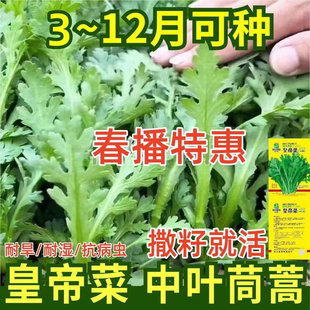 皇帝菜中叶茼蒿青菜春菊菜种茼蒿菜四季蔬菜阳台盆栽耐热耐寒新鲜
