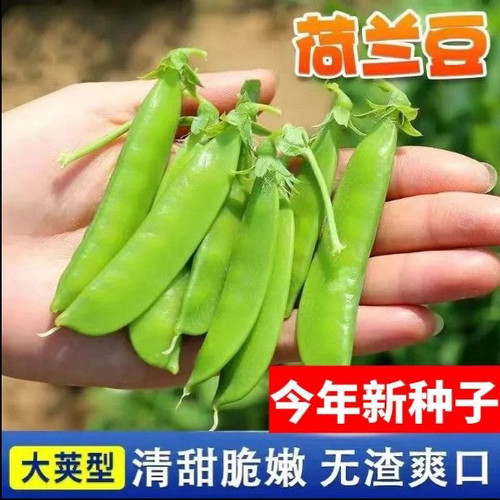 甜脆荷兰豆种子菜豌豆双花双夹