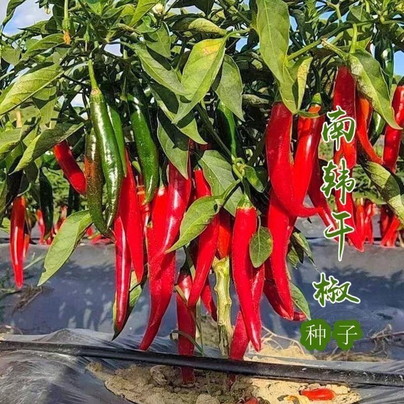 南韩干椒辣椒种子农田菜园基地种植辣味浓干辣椒阳台小院蔬菜种籽