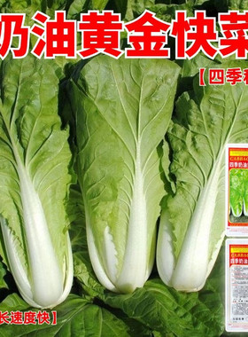 四季奶油黄金快菜种子速生高产