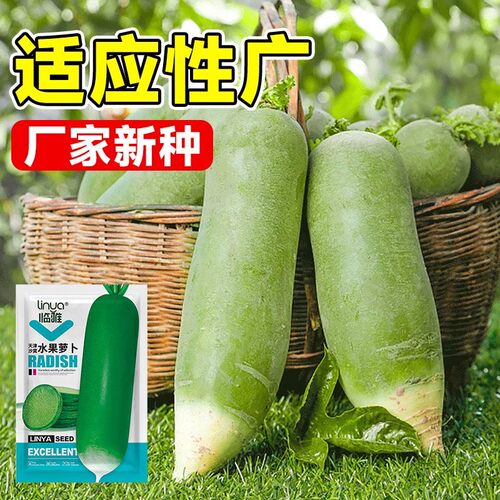 沙窝水果萝卜种子脆甜生吃农家种子四季播种阳盆栽绿萝卜种籽J