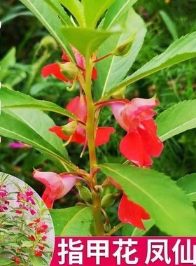 重瓣凤仙花种子指甲花七彩凤仙花茶花四季播庭院阳台盆栽花卉种子