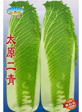 太原二青大白菜种子天津青麻叶种籽高筒长白菜蔬菜种子高产四季播