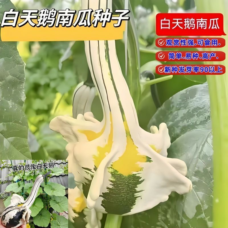 新客直降】白天鹅南瓜种子观赏南瓜籽特色玩具小南瓜蔬菜种子迷你