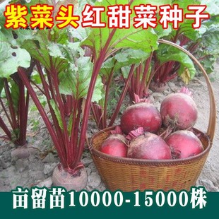 红甜菜根紫菜头糖量高榨汁四季春夏秋季菜园好吃蔬菜水果种子籽孑