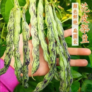 花皮豆角种子高产早熟无筋花皮豆种子八月忙花豆角无筋架豆四季豆