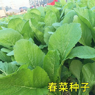 四季春菜种子脆甜潮汕揭阳大叶春菜种子四季春芥菜盆栽蔬菜种孑