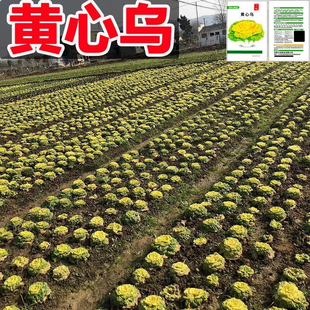黄心乌塌菜种子耐寒耐湿大田庭院种植菊花心奶油黄心菜蔬菜种子孑