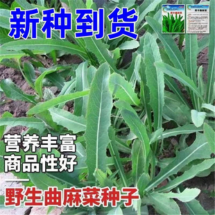 野生曲麻菜种籽高产保健野菜苦麻菜种籽春秋四季播庭院高产蔬菜籽