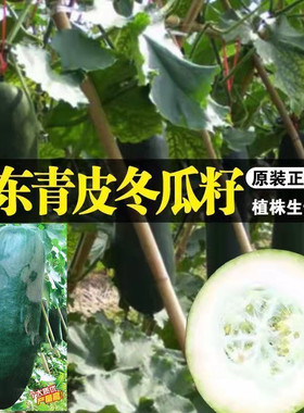 广东青皮冬瓜种子青冬瓜种子青皮瓜蔬菜种籽春秋农家田园种植