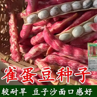 正宗无筋家雀蛋小油豆种子鼓新鲜耐寒豆嘎嘎嘎面豆种子无筋豆种子