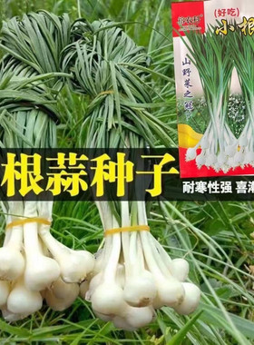 小根蒜种子野葱野蒜薤白种籽