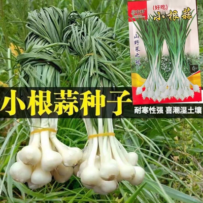 小根蒜种子野葱野蒜薤白种籽