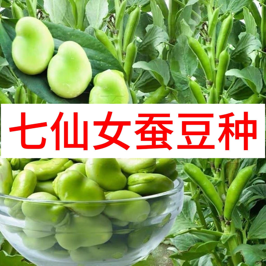 糯米蚕豆种子七仙女蚕豆种子超好吃糯米蚕豆大颗粒青皮耐寒蚕豆种