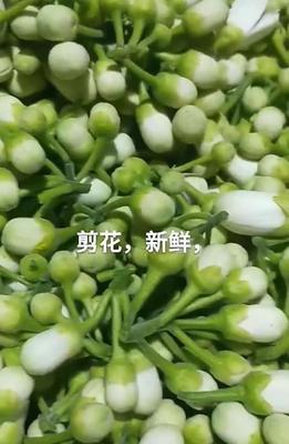 化州橘红干花蕾干净无杂质苦味淡