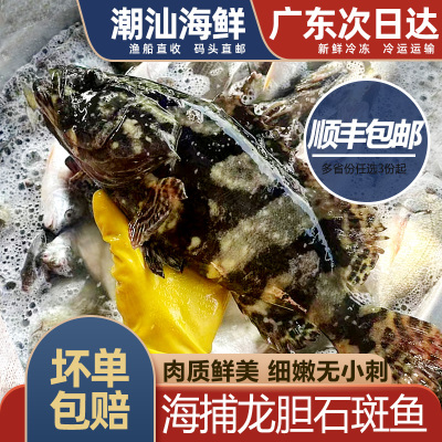 石斑龙胆鱼一份一条约1.3斤左右