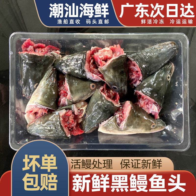 新鲜鳗鱼头乌耳鳗鲜活大黑鳗鱼头潮汕特产白鳝头10个装大河鳗头