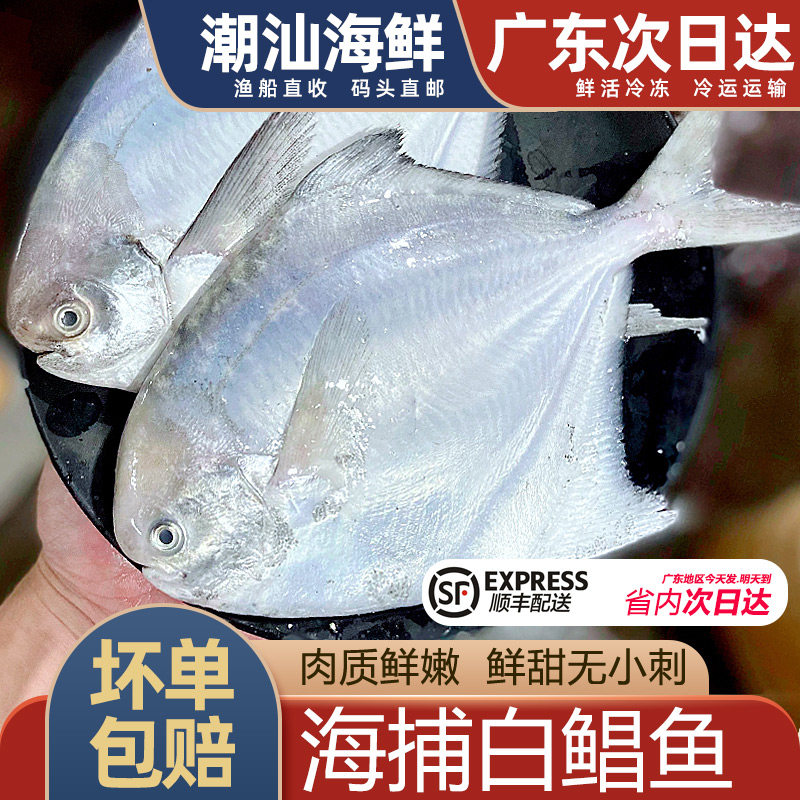 海捕白鲳鱼新鲜冷冻潮汕海鲜水产深海鱼白昌粉鲳鱼海鱼500g银鲳鱼