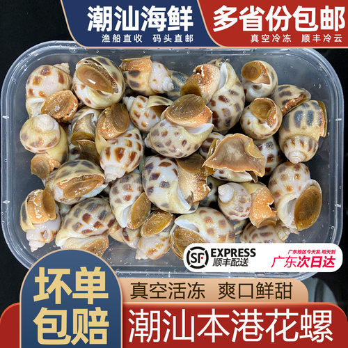 花螺潮汕本港活冻海螺，顺丰配送