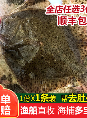 多宝鱼鲜活海鲜水产新鲜石斑鱼比目鱼花岗鱼海鱼每条450-550g