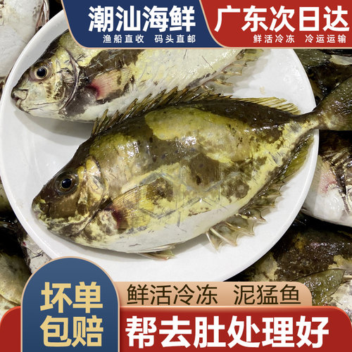 泥猛鱼一份去肚前一斤鲜活冷冻