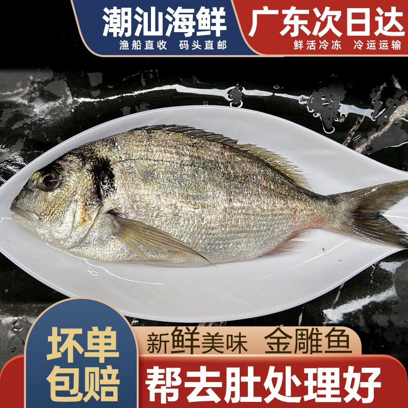 金雕魚海魚新鮮海捕潮汕海鮮水產(chǎn)鮮活冷凍1條刺身金頭鯛魚