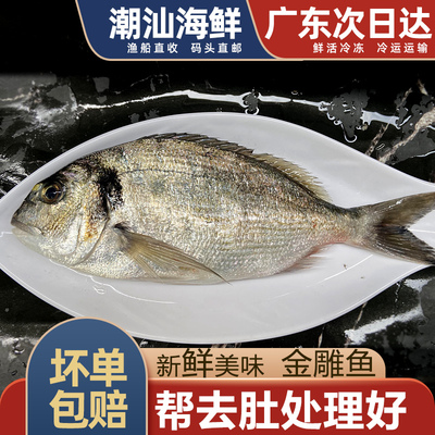 金雕鱼1条一斤左右帮处理好