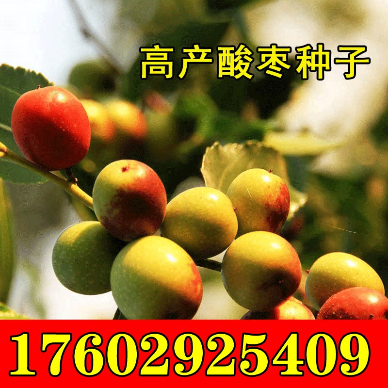 秦岭野生酸枣树苗名贵中药材酸枣仁树苗北酸枣树苗活苗高产高成活