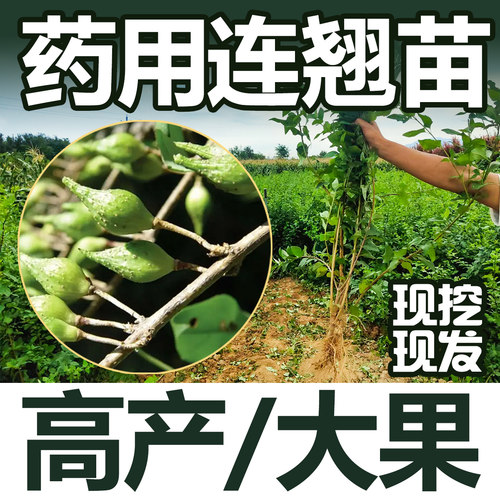 连翘种苗名贵中药材连翘苗子高产药用连翘苗秦岭连翘种苗