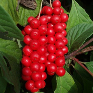 陕西秦岭北五味子种苗名贵药材种苗称坨子南北种植结果药材五味子