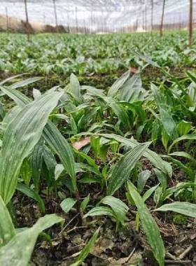 毛慈菇种苗泥冰子山慈菇