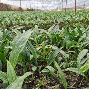 毛慈菇种苗泥冰子山慈菇山茨菇正宗贵州独角白芨慈菇