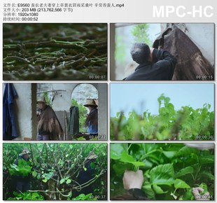 蚕农老夫妻穿上草蓑衣冒雨采桑叶辛劳养蚕人 高清实拍视频素材