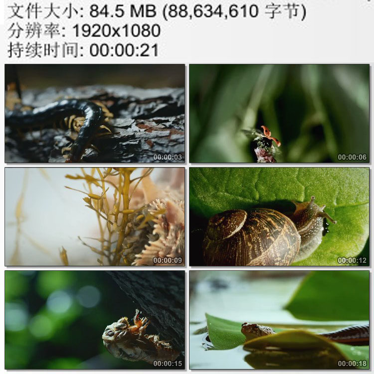 各种可做中药材的昆虫动物 高清实拍视频素材