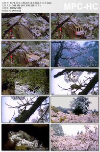 阿里山樱花树素材视频 实拍高清视频素材 森林铁路小火车