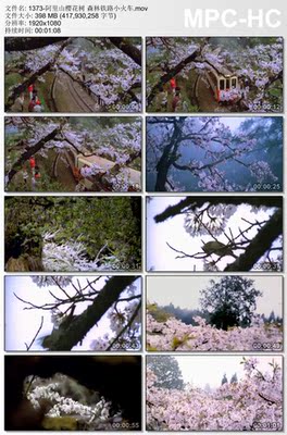 阿里山樱花树素材视频 森林铁路小火车 实拍高清视频素材