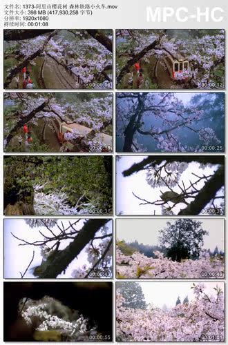 阿里山樱花树素材视频 森林铁路小火车 实拍高清视频素材