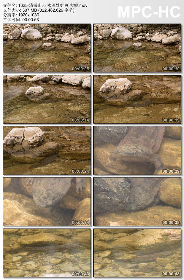 清澈山泉水潭实拍 娃娃鱼大鲵 高清实拍视频素材