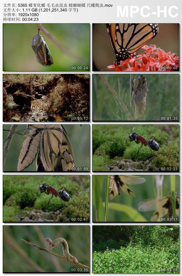 蝶变化蝶毛毛虫昆虫螳螂蝴蝶尺蠖爬虫 高清实拍视频素材