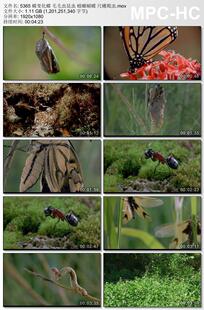 蝶变化蝶毛毛虫昆虫螳螂蝴蝶尺蠖爬虫 高清实拍视频素材