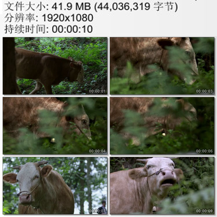 山区的老黄牛耕牛长吼 动态视频素材