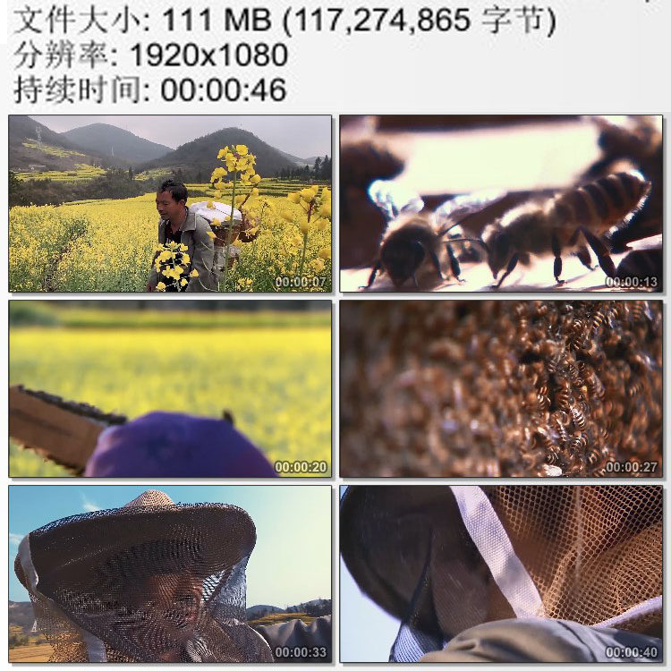 油菜花田 养蜂人 蜜蜂蜂蜜 高清实拍视频素材