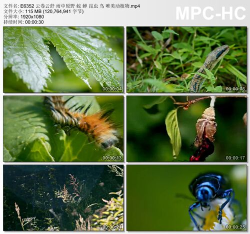 云卷云舒 雨中原野 蛇 蝉昆虫鸟 唯美动植物 高清实拍视频素材