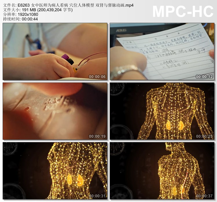 女中医师为病人看病 穴位人体模型双肾与督脉动画 实拍短视频素材