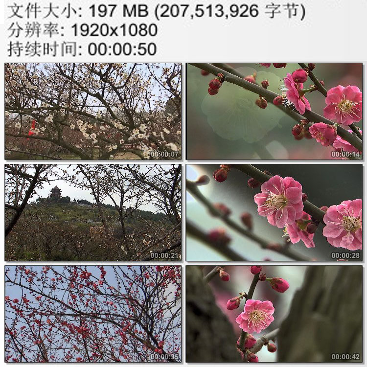 广东惠州 香雪海 梅花园 枝头寒梅 实拍视频素材