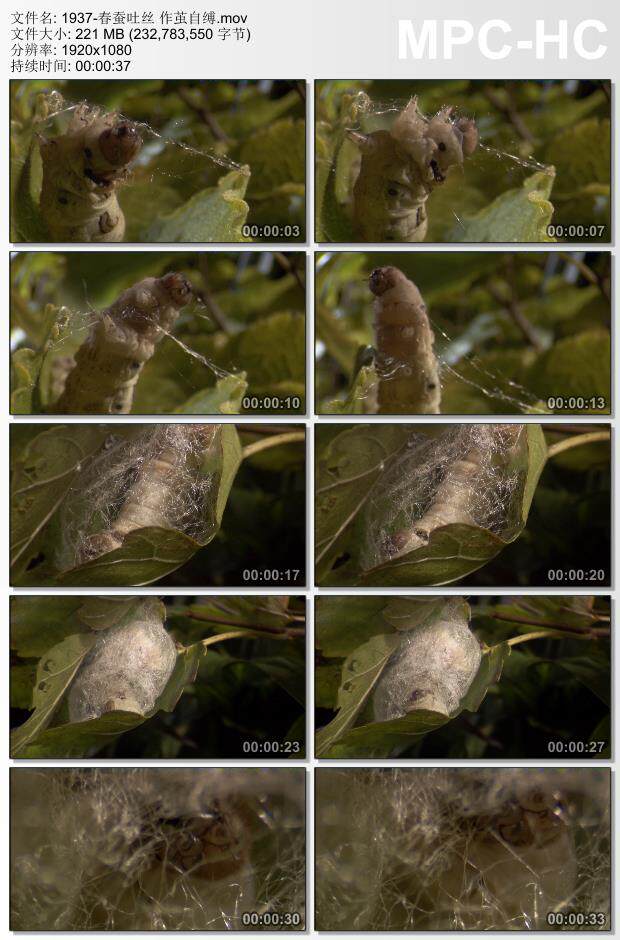 春蚕吐丝 作茧自缚 实拍视频素材