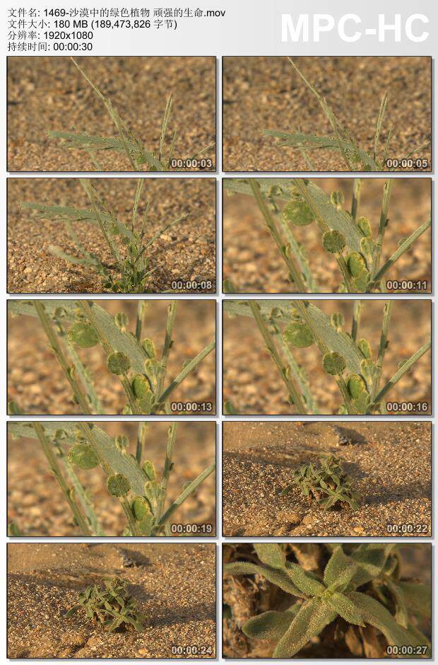 沙漠中的绿色植物顽强的生命 实拍视频素材