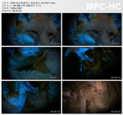 狼的眼睛特写 狼窝洞穴 狼崽啸叫 实拍视频剪辑素材