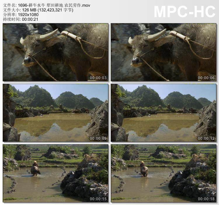 耕牛水牛犁田耕地农民劳作 高清实拍视频素材