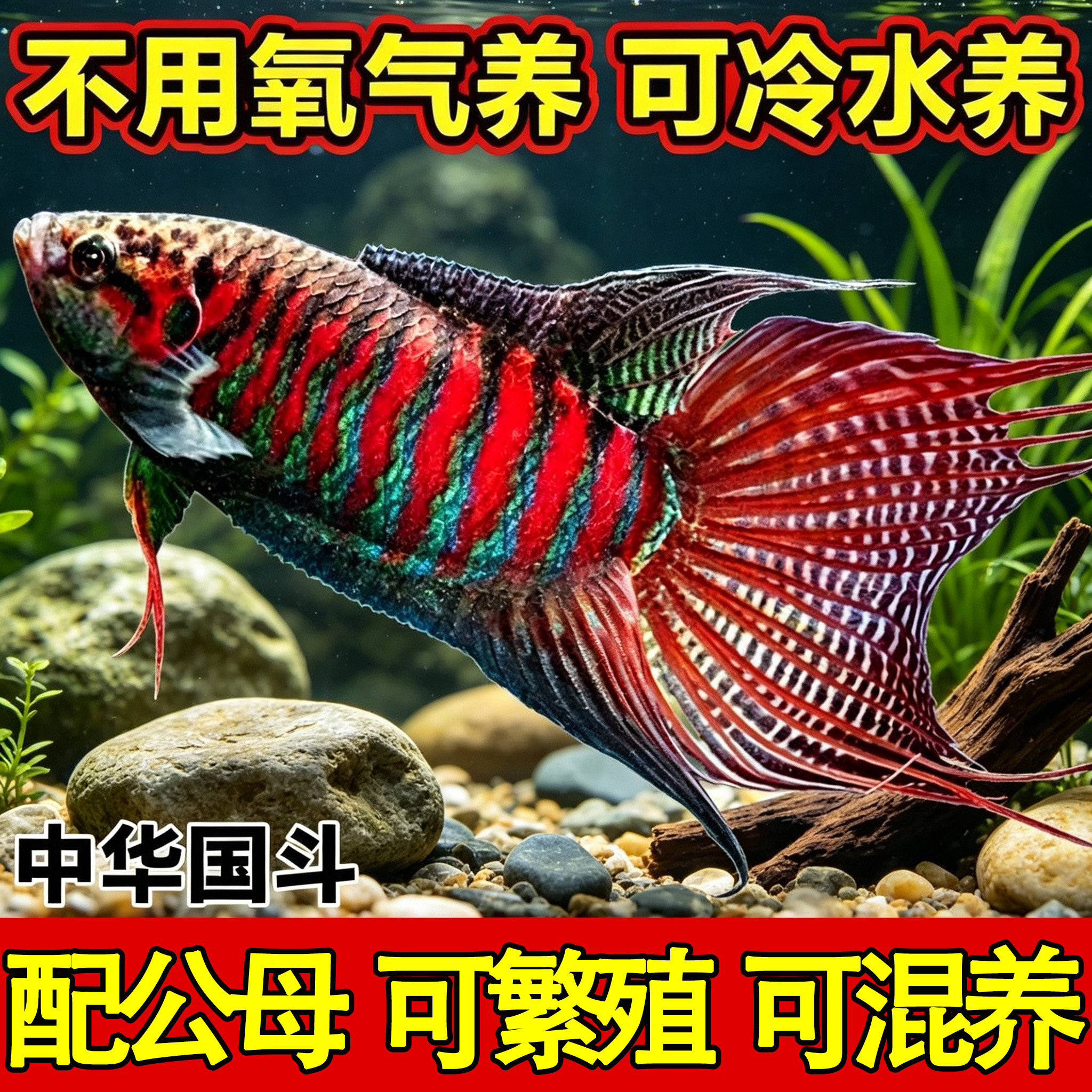 斗鱼活体好养免加温不打氧群养